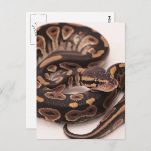 Zwarte en gele kogelpython briefkaart (Voorkant / Achterkant)