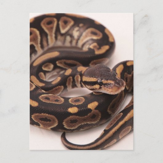 Zwarte en gele kogelpython briefkaart (Voorkant)