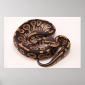 Zwarte en gele kogelpython poster (Voorkant)