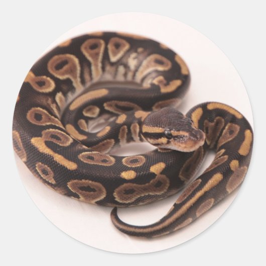 Zwarte en gele kogelpython ronde sticker (Voorkant)