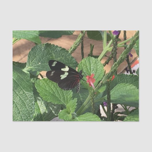 Zwarte en gele vlinder in de lente tissuepapier (Voorkant)