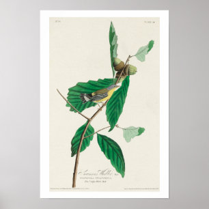 Zwarte en gele Warbler, Poster van Audubon