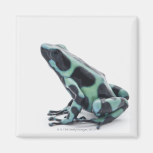 Zwarte en groene giftige kunstkikker magneet