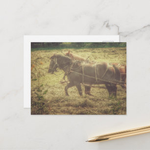 Zwarte en rossige Amish-paarden maaien hooi Briefkaart