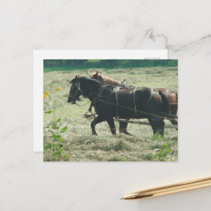 Zwarte en rossige Amish-paarden maaien hooi in Kal Briefkaart