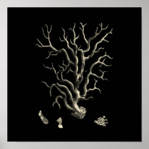 Zwarte en Tan Coral Poster