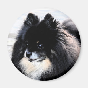 Zwarte en Tan Pomeranian Magnet Magneet