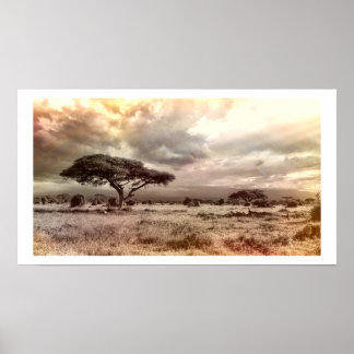 Zwarte en witte acia op de Afrikaanse Savanna Post Poster
