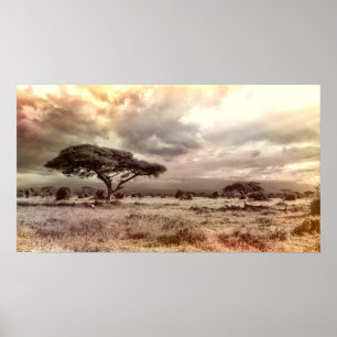 Zwarte en witte acia op de Afrikaanse Savanna Poster