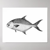 Zwarte en witte afbeelding van de Pompaan Poster (Voorkant)