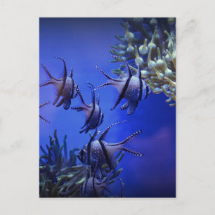 Zwarte en Witte Angelvis in het Deep Blue Zee Briefkaart