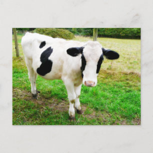 Zwarte en witte Apostrophe S Cow Briefkaart