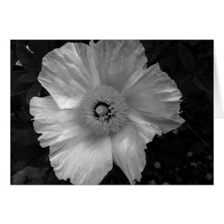 zwarte en witte bloem