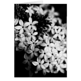 zwarte en witte bloemen
