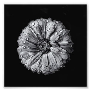 Zwarte en witte bloemen 10 foto afdruk