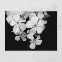 Zwarte en witte bloemen