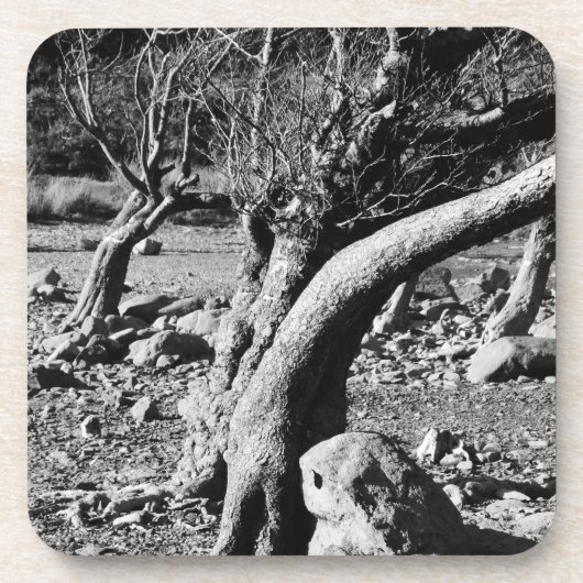 ZWARTE EN WITTE BOMEN BIER ONDERZETTER (Voorkant)
