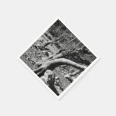 ZWARTE EN WITTE BOMEN SERVET (Hoek)