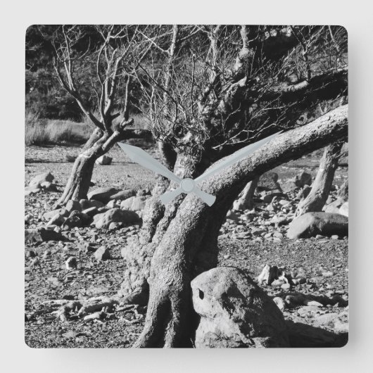 ZWARTE EN WITTE BOMEN VIERKANTE KLOK (Voorkant)