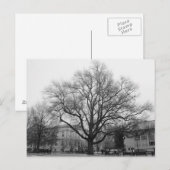 Zwarte en witte boom briefkaart (Voorkant / Achterkant)