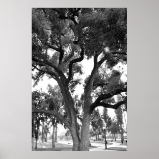 Zwarte en witte boom poster