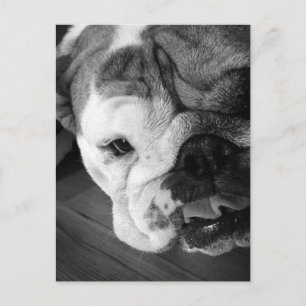 Zwarte en Witte Bulldog Puppy Briefkaart