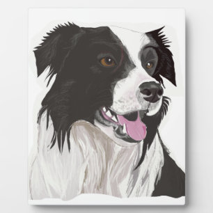zwarte en witte collie bruine ogen fotoplaat