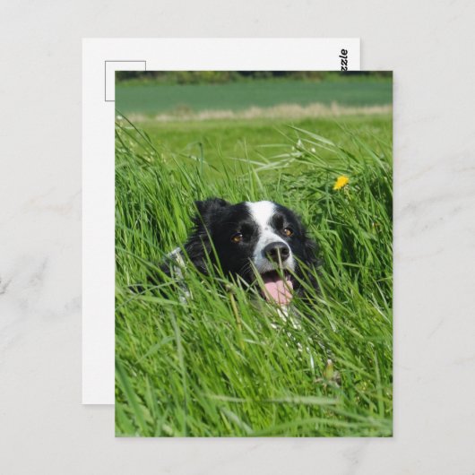 Zwarte en witte collie in Grass Briefkaart (Voorkant / Achterkant)