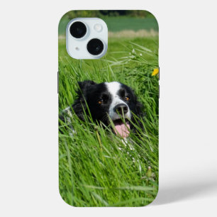 Zwarte en witte collie in Grass