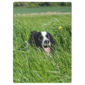 Zwarte en witte collie in Grass Klembord (Achterkant)