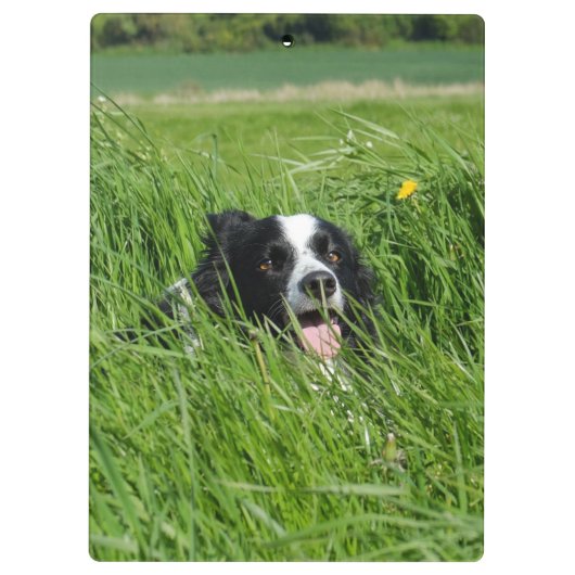 Zwarte en witte collie in Grass Klembord (Achterkant)