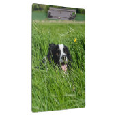 Zwarte en witte collie in Grass Klembord (Rechts)