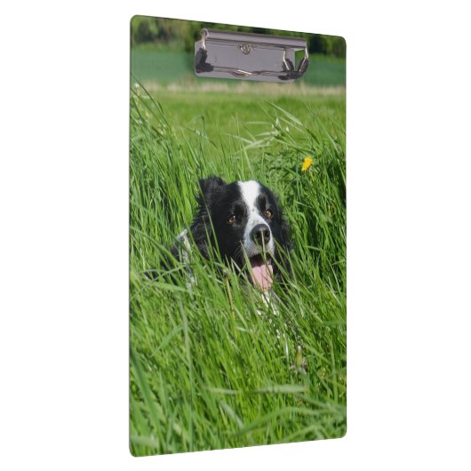 Zwarte en witte collie in Grass Klembord (Rechts)