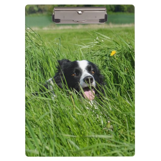 Zwarte en witte collie in Grass Klembord (Voorkant)