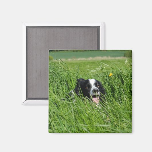 Zwarte en witte collie in Grass Magneet (Voorkant / Achterkant)
