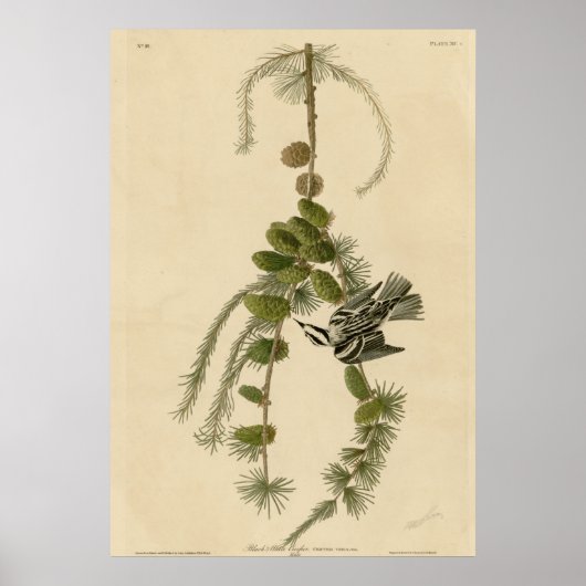 Zwarte en witte Creeper Poster (Voorkant)