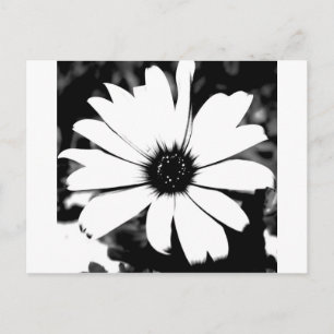 Zwarte en Witte Daisy Briefkaart