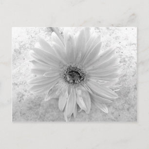 Zwarte en Witte Daisy Briefkaart