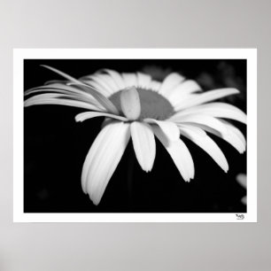 Zwarte en Witte Daisy Poster