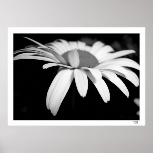 Zwarte en Witte Daisy Poster (Voorkant)