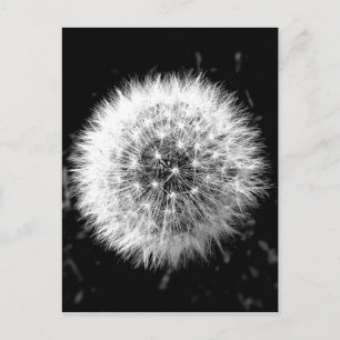 Zwarte en witte dandelion briefkaart