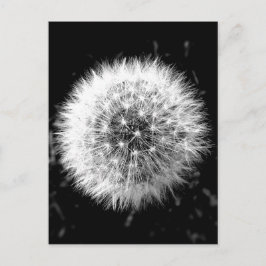 Zwarte en witte dandelion briefkaart