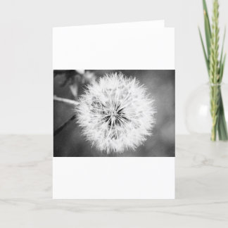 Zwarte en witte dandelion kaart