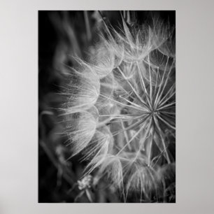 Zwarte en witte Dandelion Poster
