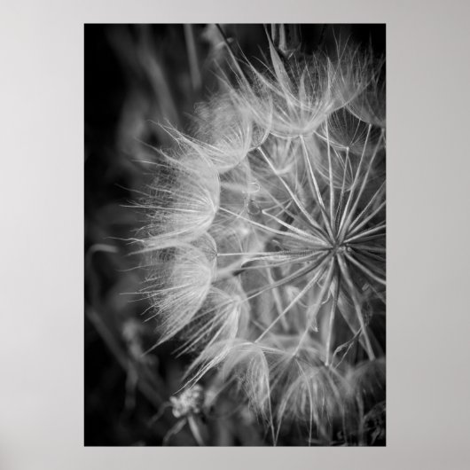 Zwarte en witte Dandelion Poster (Voorkant)