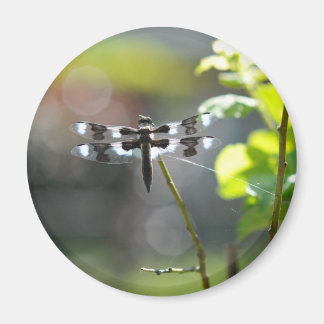 Zwarte en witte dragonfly magneet