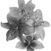 zwarte en witte florale contemporkunst draagtas