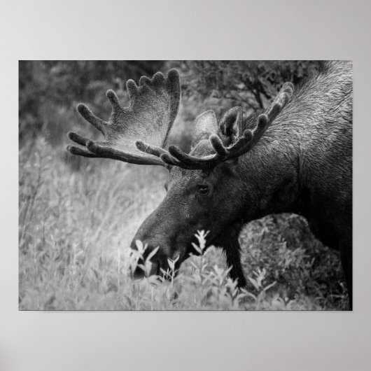 ZWARTE EN WITTE FOTO-CABIN DECOR-POSTER POSTER (Voorkant)