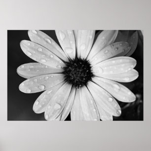 Zwarte en witte fotografie van de Afrikaanse Daisy Poster