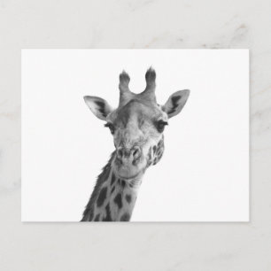 Zwarte en witte Giraffe Briefkaart